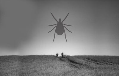 Attention! Ticks - What should be considered when running in the summer?